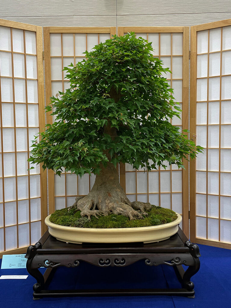 Alabama Bonsai Society Growing Trees in Central Alabama since 1974
