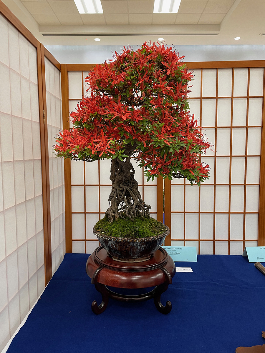 Alabama Bonsai Society Growing Trees in Central Alabama since 1974